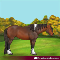 Horse Color:Bay Tobiano