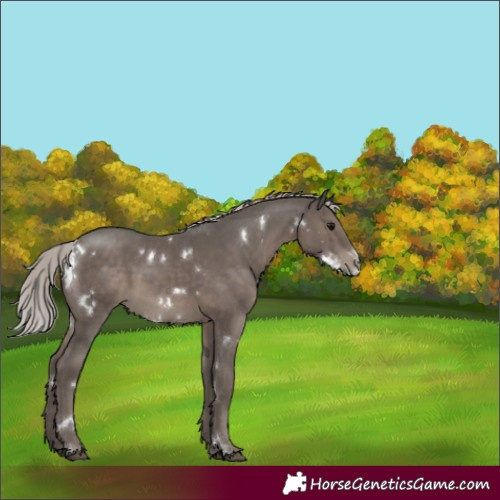 Horse Color:White Spotted Silver Black Sabino Rabicano 