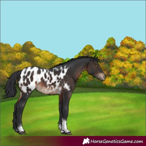 Horse Color:Brown Tobiano Appaloosa 
