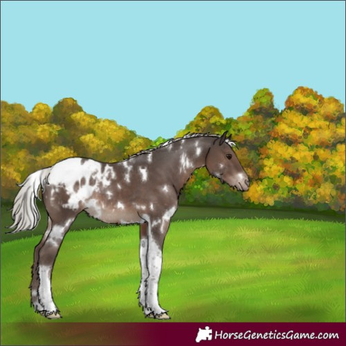 Horse Color:White Spotted Silver Black Tobiano Blanket Rabicano 