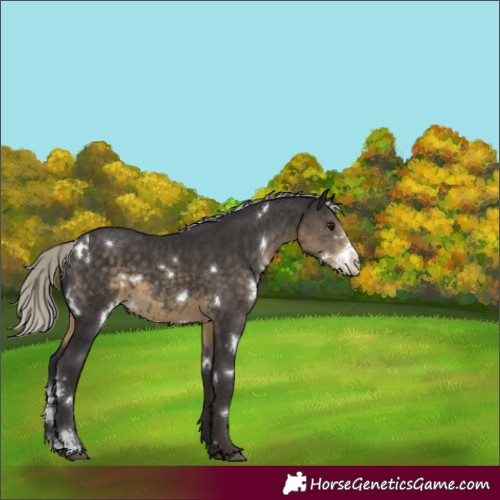 Horse Color:White Spotted Silver Smoky Black Sabino Rabicano 