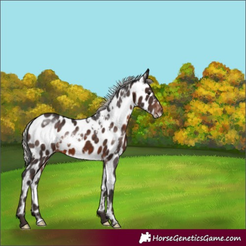 Horse Color:White Spotted Silver Brown Near Leopard 