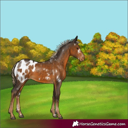Horse Color:White Spotted Chocolate Palomino Sabino Blanket Rabicano 