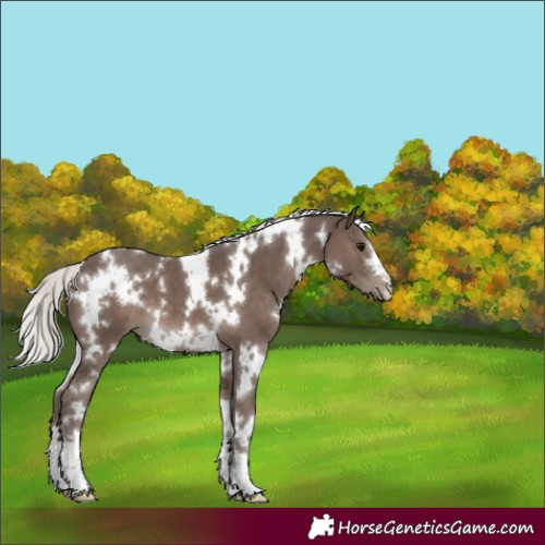 Horse Color:White Spotted Silver Black 