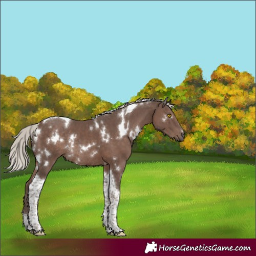 Horse Color:White Spotted Silver Black Tobiano Rabicano 