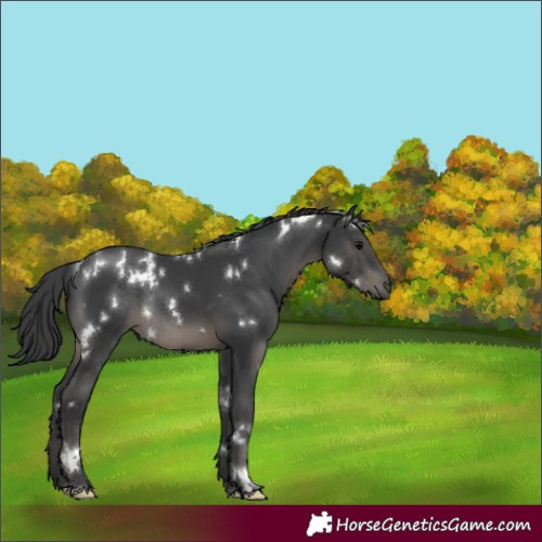 Horse Color:White Spotted Black Rabicano 