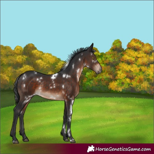 Horse Color:White Spotted Brown Rabicano 