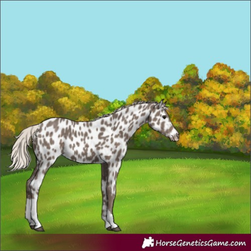 Horse Color:Silver Black Tobiano Appaloosa 