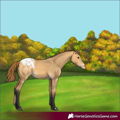 Horse Color:Buckskin Dun Appaloosa 