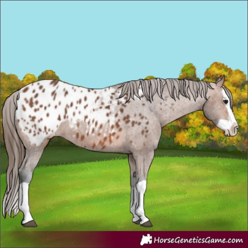 Horse Color:Bay Splash Appaloosa 