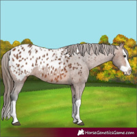Horse Color:Bay Splash Appaloosa 