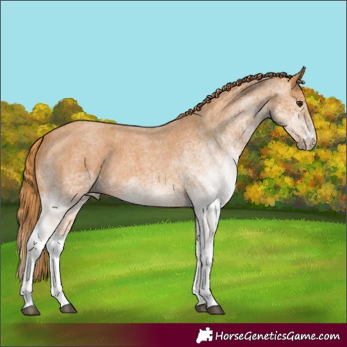 Horse Color:White Spotted Red Roan 