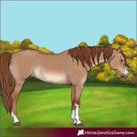 Horse Color:Red Dun Rabicano 