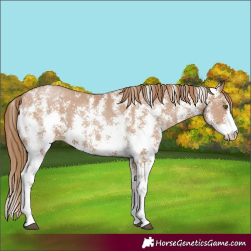 Horse Color:Black Pearl Sabino 