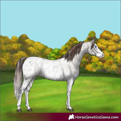 Horse Color:Grullo Roan Sabino Splash Appaloosa  and Classic Champagne Roan Dun Sabino Splash Appaloosa 