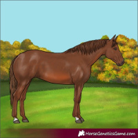 Horse Color:Chestnut 