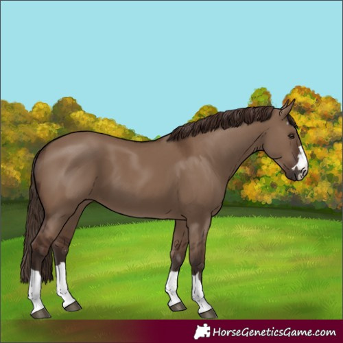 Horse Color:Liver Red Dun 