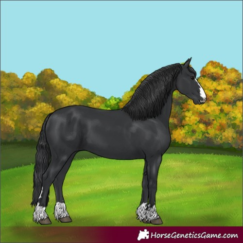 Horse Color:Black 