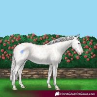 Horse Color:Cremello Appaloosa