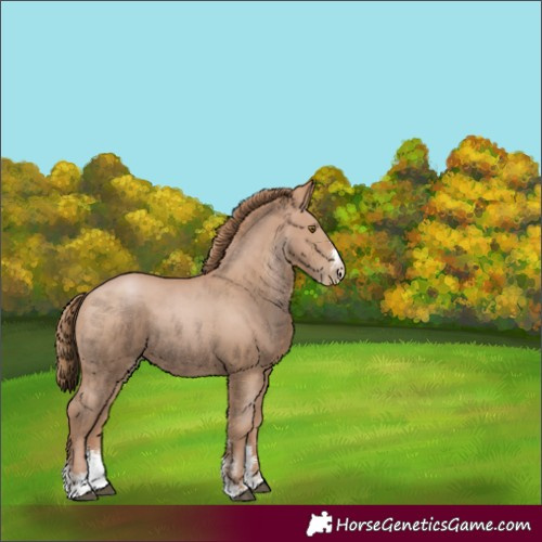 Horse Color:Black Pearl Sabino 