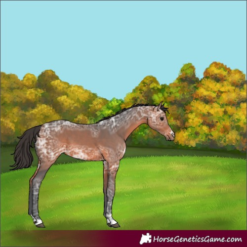 Horse Color:Bay Ice 