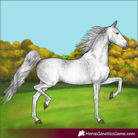 Horse Color:Gray White Spotted Black and Gray White Spotted Silver Black