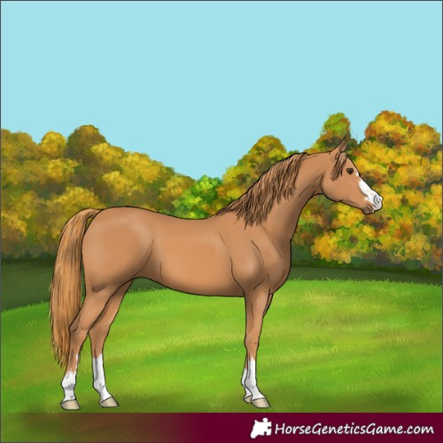 Horse Color:Chestnut 