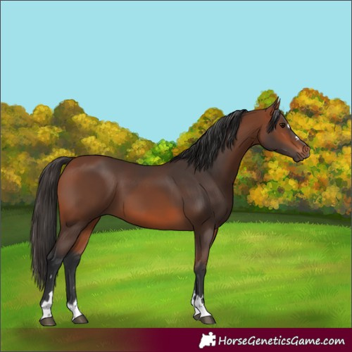 Horse Color:Bay 