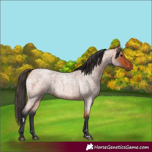 Horse Color:Bay Roan 