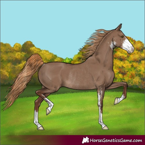 Horse Color:Liver Red Dun Sabino Rabicano 