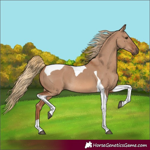 Horse Color:Red Dun Tobiano Rabicano 