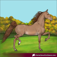 Horse Color:Red Dun Sabino 