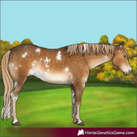 Horse Color:White Spotted Chocolate Palomino Rabicano 
