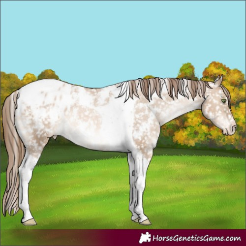 Horse Color:White Spotted Liver Red Dun Pearl Tobiano Appaloosa Rabicano 