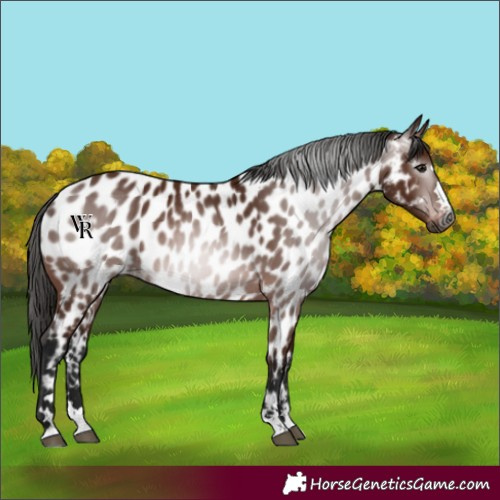 Horse Color:Gray Bay Appaloosa 