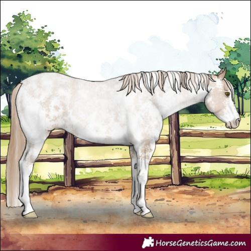 Horse Color:Black Pearl Sabino 