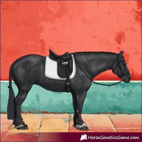 Horse Color:Black 