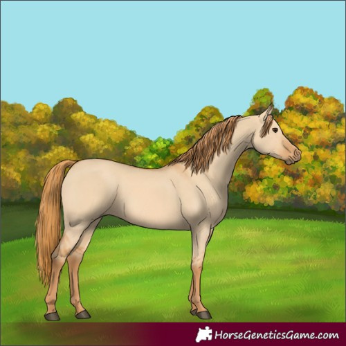 Horse Color:Red Dun 