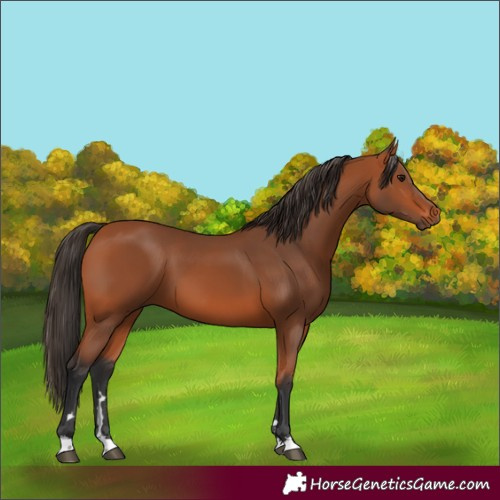 Horse Color:Bay 