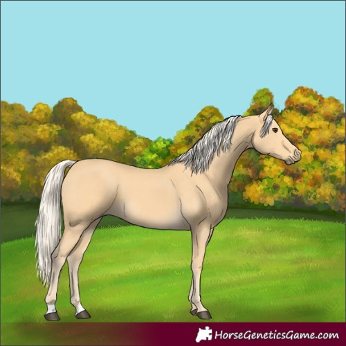 Horse Color:Palomino 