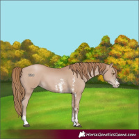 Horse Color:Black Pearl Sabino