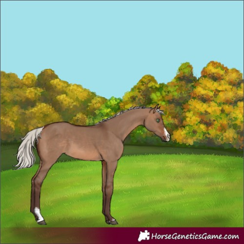 Horse Color:Silver Brown Dun Sabino 