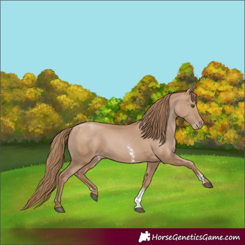 Horse Color:Black Pearl Sabino 