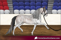 Horse Color:White Spotted Blue Roan Rabicano  and White Spotted Bay Roan Rabicano 