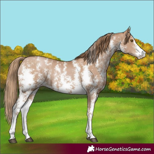 Horse Color:Black Pearl Sabino 