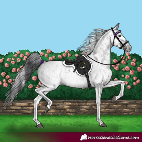Horse Color:White Spotted Blue Roan Rabicano  and Gray White Spotted Blue Roan Rabicano 