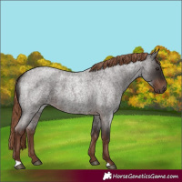 Horse Color:Liver Red Roan 