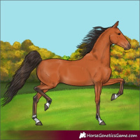 Horse Color:Bay 