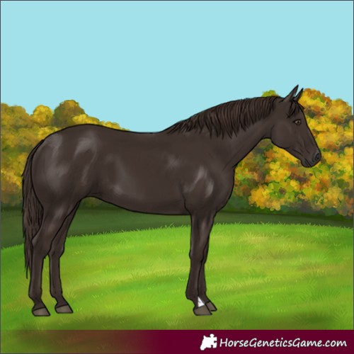 Horse Color:Liver Chestnut 