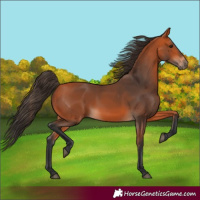 Horse Color:Bay 